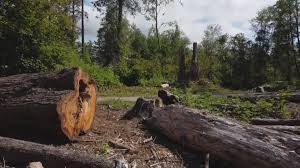 Reliable China Lake Acres, CA Tree Care Solutions