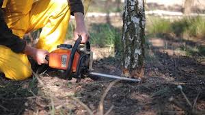 Best Hazardous Tree Removal  in China Lake Acres, CA
