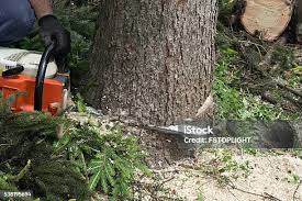 How Our Tree Care Process Works  in  China Lake Acres, CA