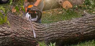 Best Tree Trimming and Pruning  in China Lake Acres, CA