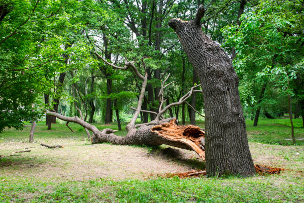 Best Root Management and Removal  in China Lake Acres, CA