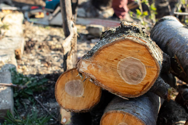 Best Commercial Tree Services  in China Lake Acres, CA