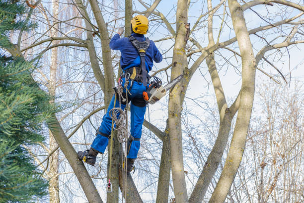 Best Palm Tree Trimming  in China Lake Acres, CA