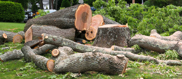 Best Tree Maintenance Programs  in China Lake Acres, CA