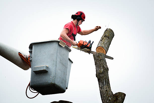 Best Storm Damage Tree Cleanup  in China Lake Acres, CA