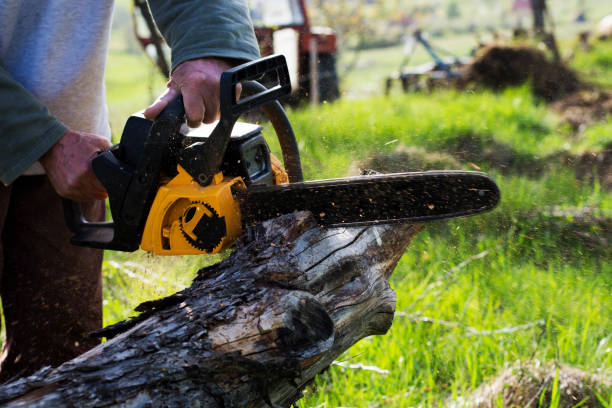 Best Tree Mulching  in China Lake Acres, CA