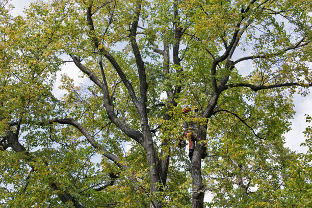 Best Fruit Tree Pruning  in China Lake Acres, CA